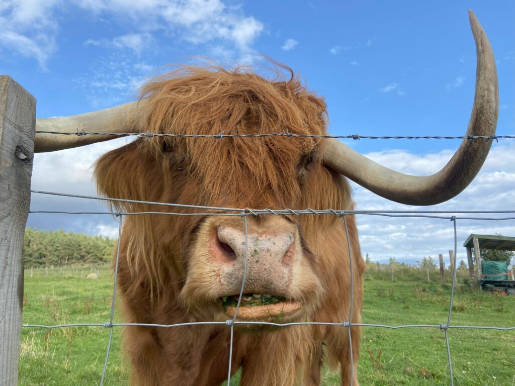 Highland Cow, Murdo Roy Castle