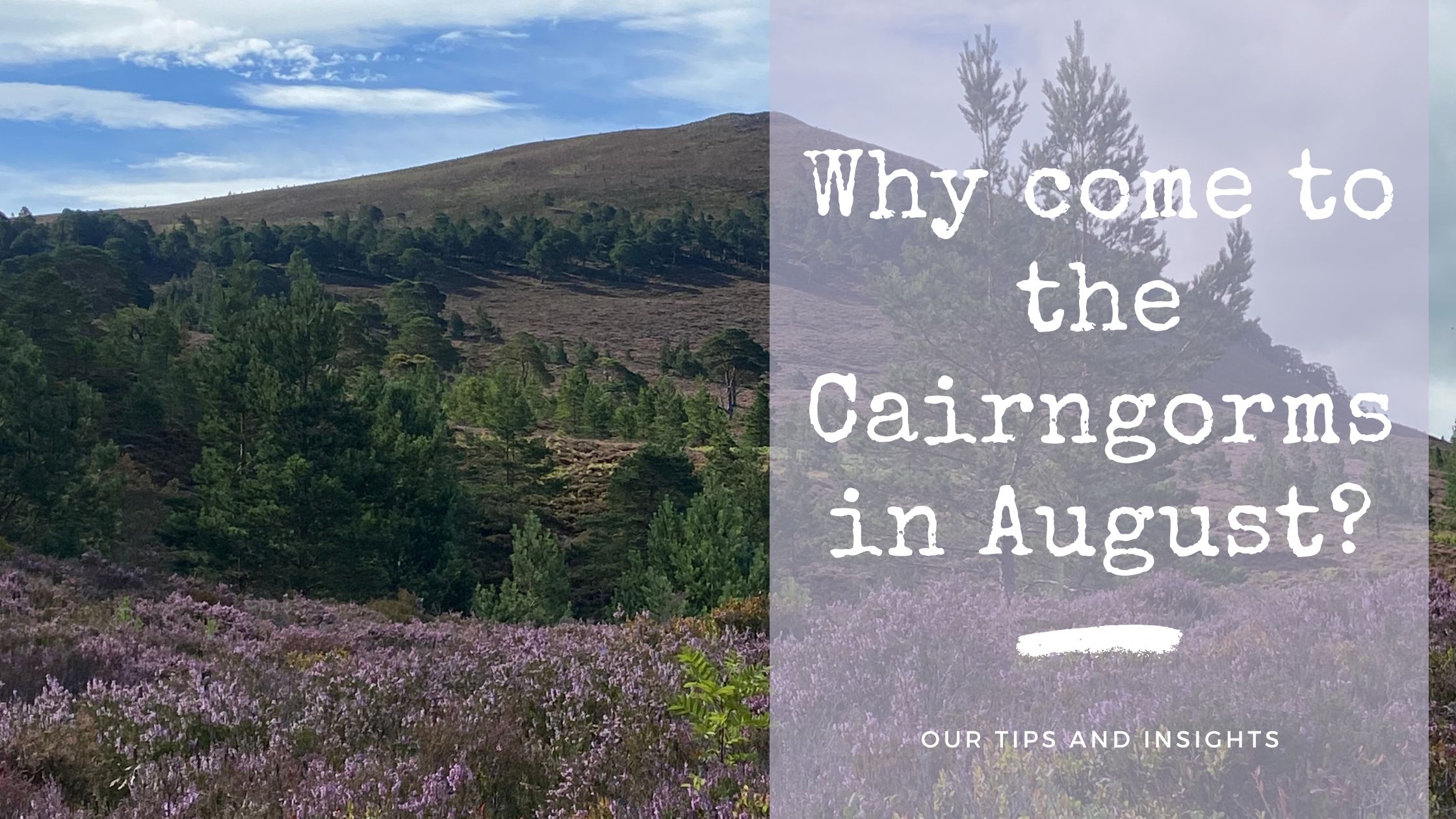 why come to the Cairngorms in August?