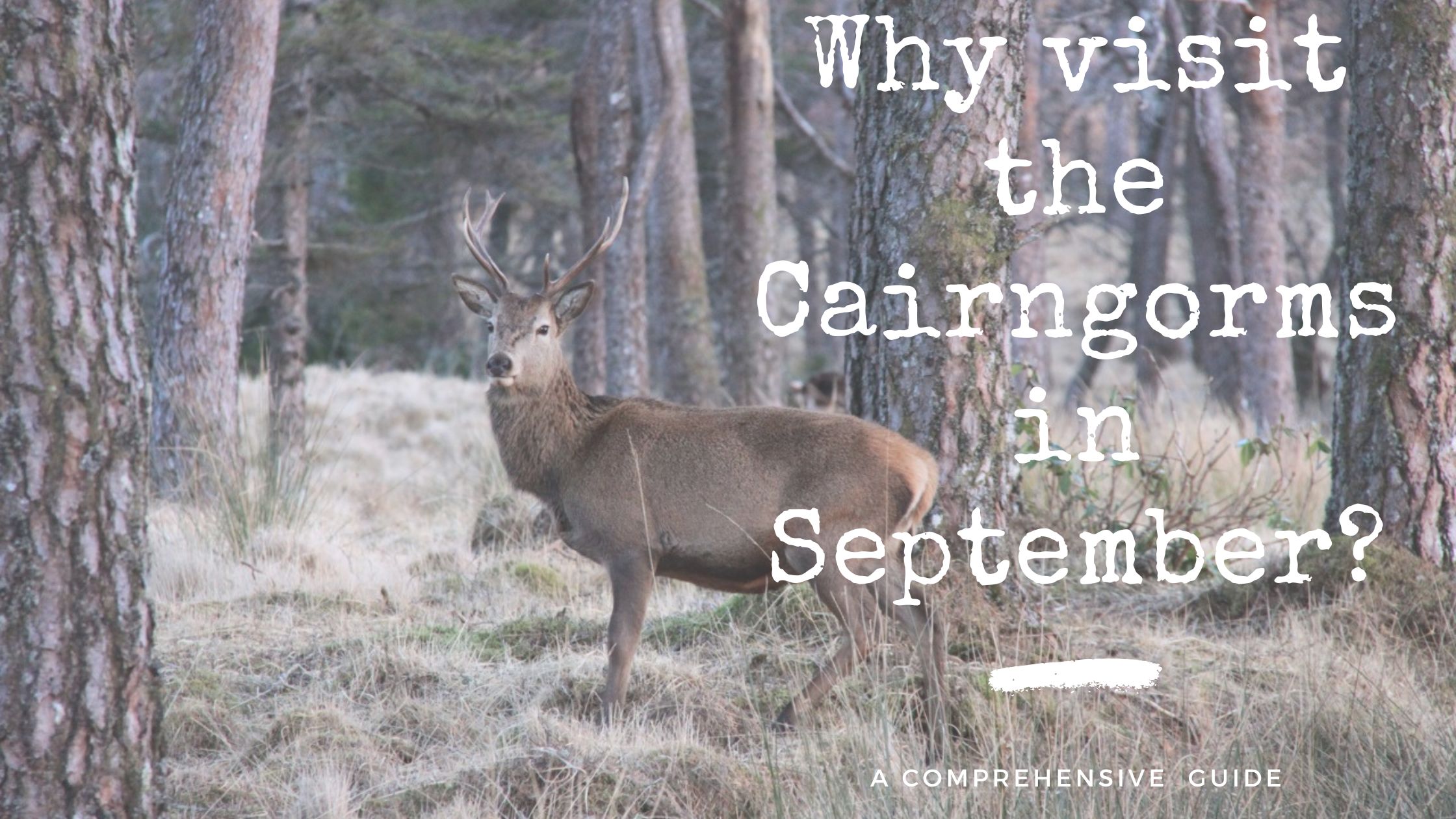 why visit the Cairngorms in September?