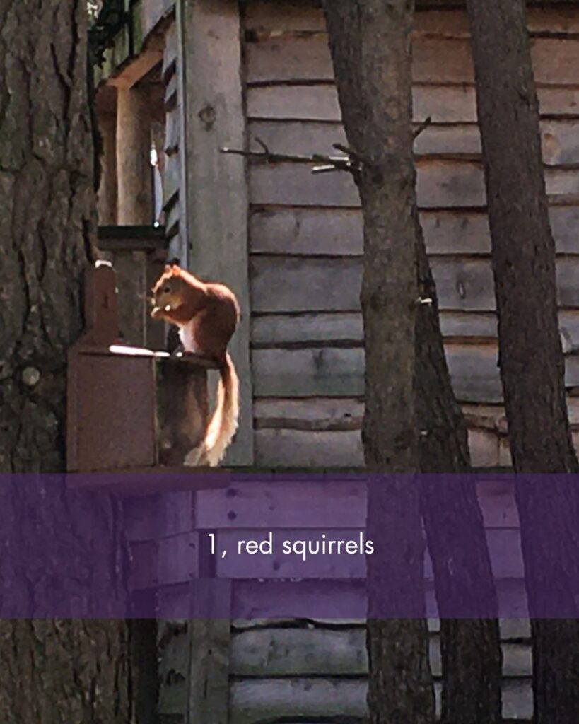 red squirrel