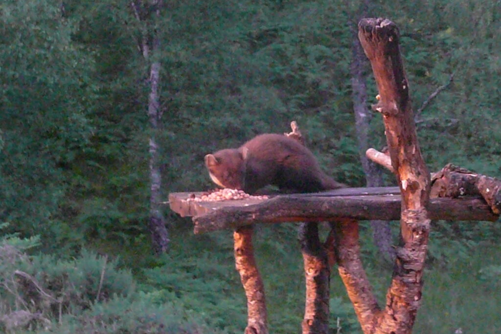 pine marten