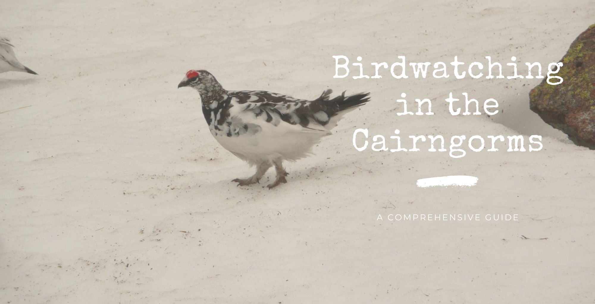 Birdwatching in the Cairngorms